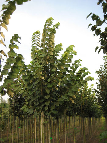 Tilia tomentosa